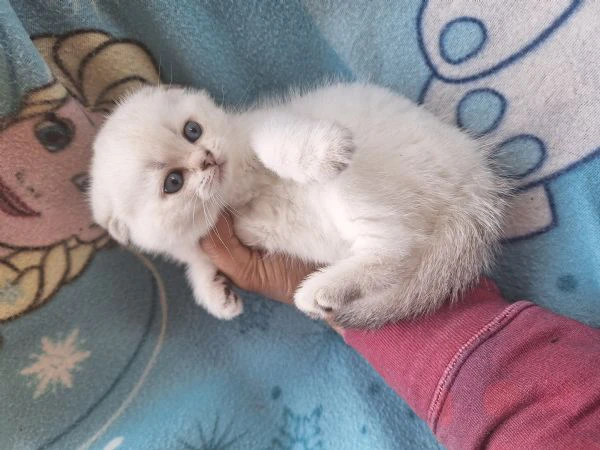 scottish fold con pedigree | Foto 0
