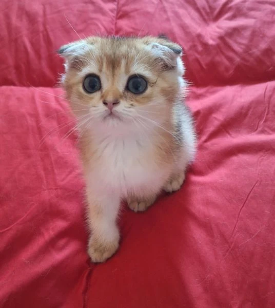 scottish fold con pedigree  | Foto 1