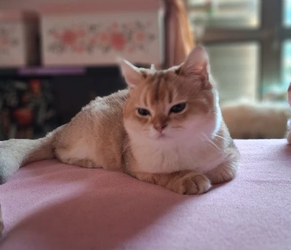 scottish fold con pedigree  | Foto 6
