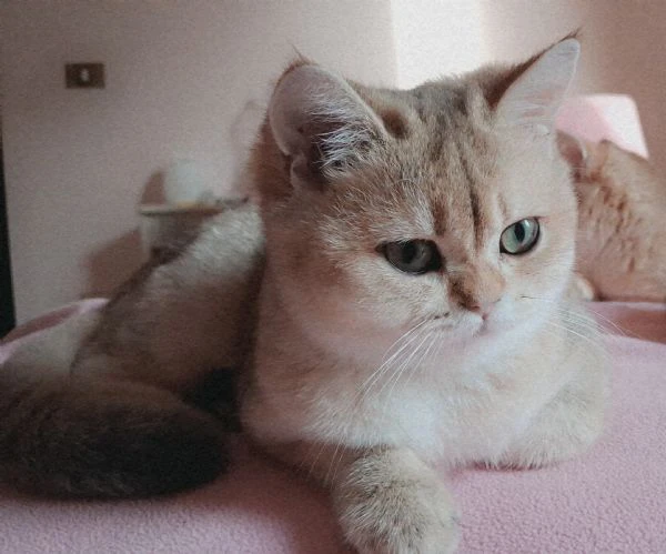 scottish fold con pedigree  | Foto 5