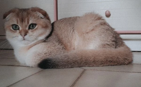 scottish fold con pedigree  | Foto 4