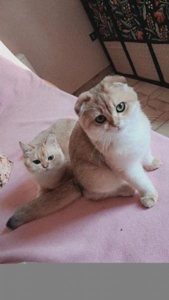 scottish fold con pedigree  | Foto 3