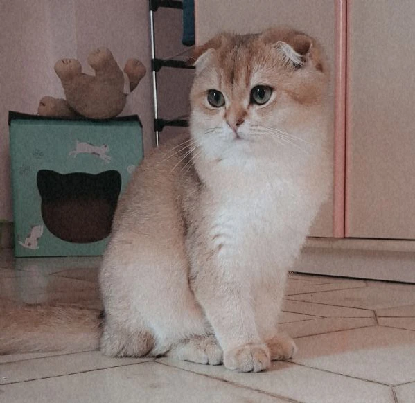 scottish fold con pedigree 