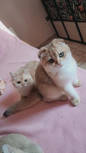 scottish fold con pedigree  | Foto 2