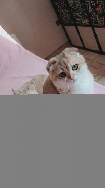 scottish fold con pedigree  | Foto 1