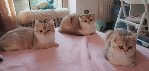scottish fold con pedigree  | Foto 0