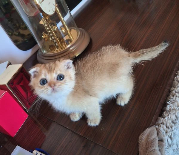 scottish fold con pedigree 