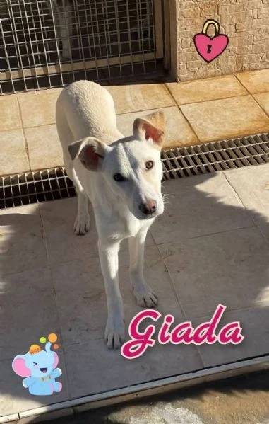 giada cucciola pura razza meticcia