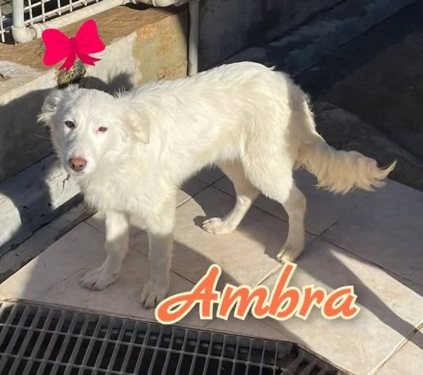 ambra è una meraviglia di cucciola.