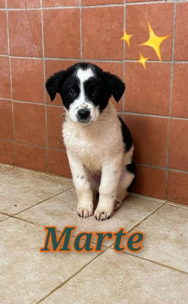 marte nato ad ottobre ‘24 | Foto 0