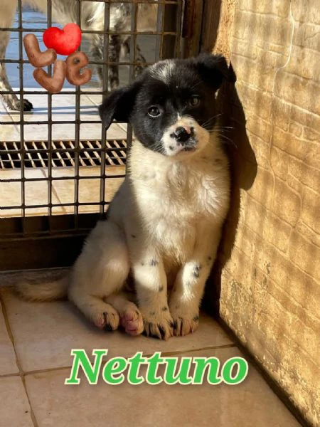 nettuno nato ad ottobre 2024 | Foto 0