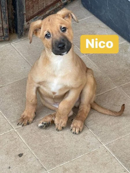 nico amorevole cucciolo nato a dicembre 2024