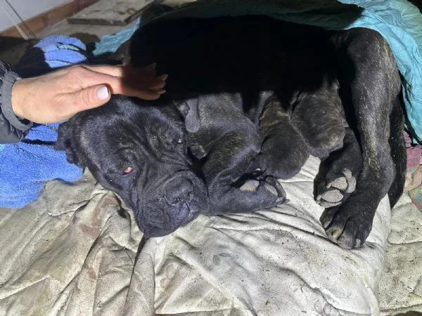 shakira cane razza corso. | Foto 3