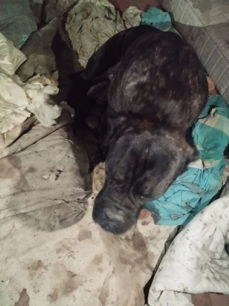 shakira cane razza corso. | Foto 2