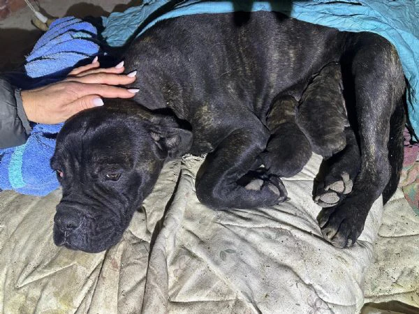 shakira cane razza corso. | Foto 0