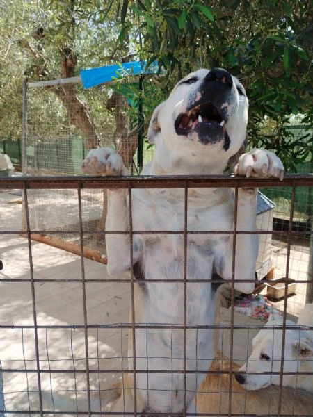 eros mix amstaff | Foto 1
