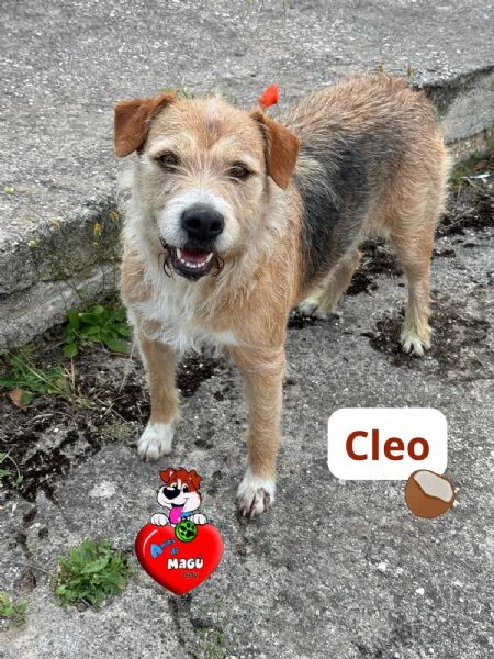 cleo simil spinoncina
