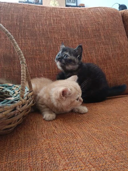 gattini cuccioli british