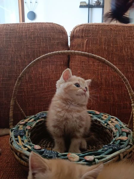 gattini cuccioli british | Foto 1
