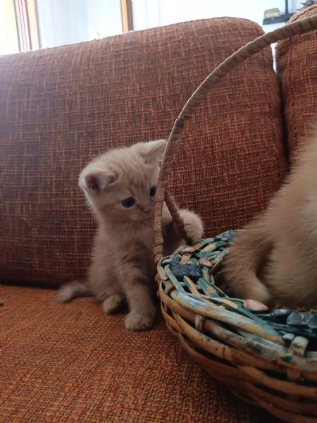 gattini cuccioli british | Foto 0