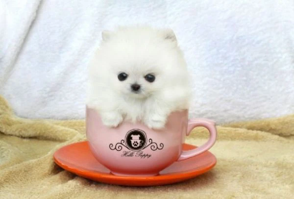 pomerania cucciolo -  in vendita | Foto 0