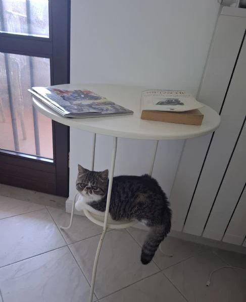 exotic shorthair tabby mackerel di 4 mesi | Foto 0