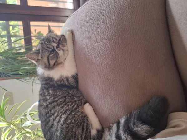 exotic shorthair tabby mackerel di 4 mesi