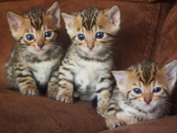disponibili bellissimi gattini del bengala
