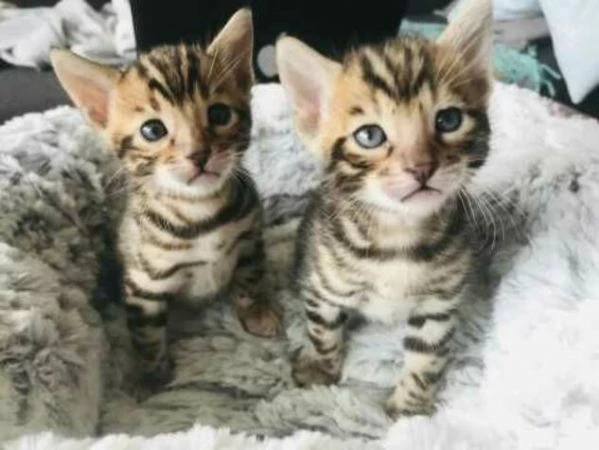 disponibili bellissimi gattini del bengala | Foto 0