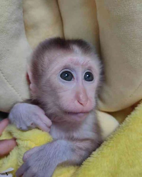 adorabili cuccioli di scimmia cappuccino maschi e femmine per adozione e reinserimento