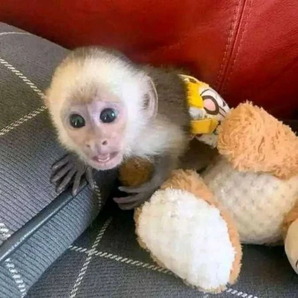 adorabili cuccioli di scimmia cappuccino maschi e femmine per adozione e reinserimento | Foto 0