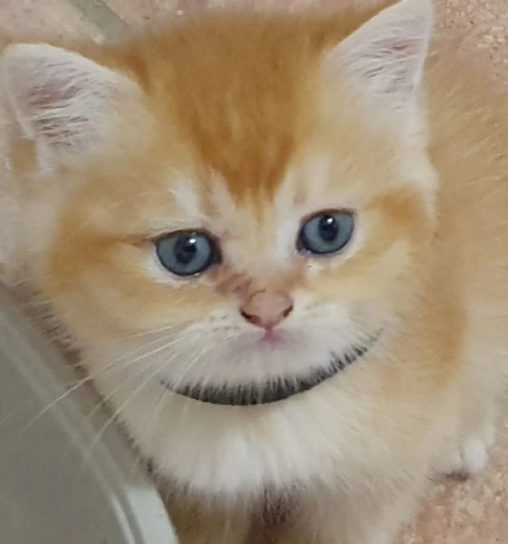 cuccioli british golden con pedigree 