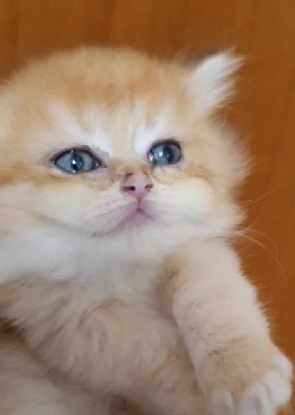 cuccioli british golden con pedigree  | Foto 0