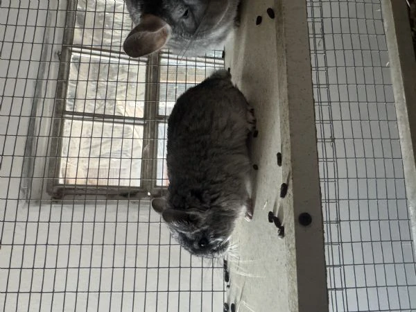 cucciola cincilla  | Foto 4