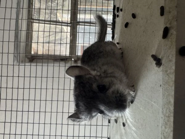 cucciola cincilla  | Foto 2