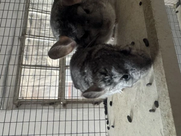 cucciola cincilla  | Foto 1