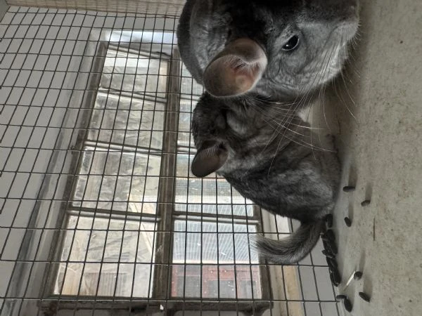 cucciola cincilla  | Foto 0