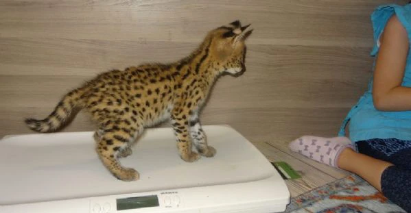 disponibili bellissimi cuccioli serval | Foto 6