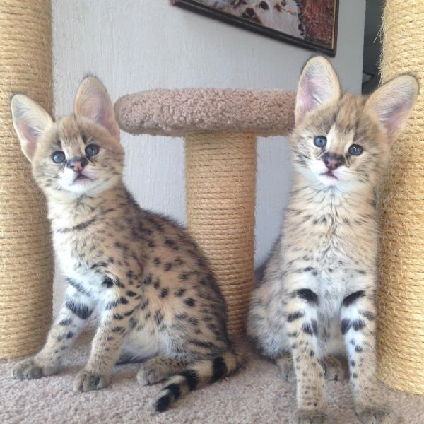 disponibili bellissimi cuccioli serval | Foto 5