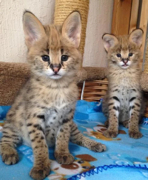 disponibili bellissimi cuccioli serval | Foto 4