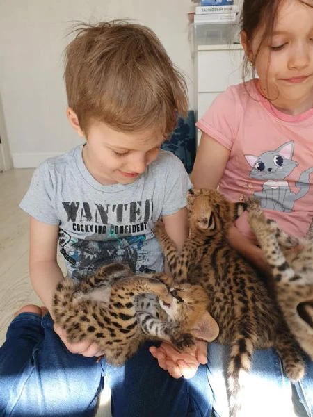 disponibili bellissimi cuccioli serval | Foto 3