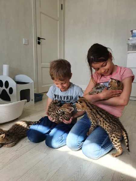 disponibili bellissimi cuccioli serval | Foto 2