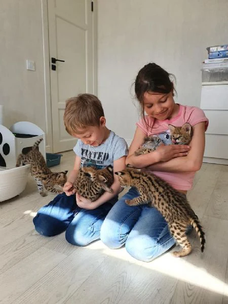 disponibili bellissimi cuccioli serval