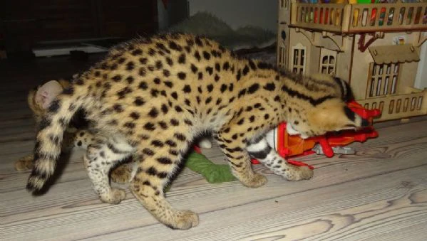 disponibili bellissimi cuccioli serval | Foto 0