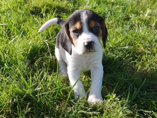 regalo cuccioli di beagle cuccioli di beagle , ancora disponibili un maschio e una femmina