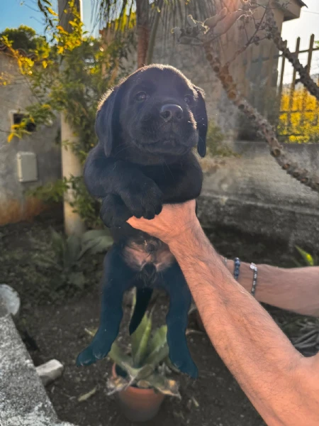 cucciolo labrador maschio | Foto 2