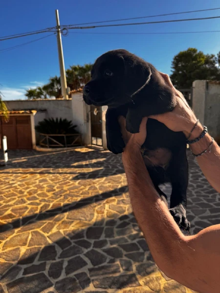 cucciolo labrador maschio | Foto 1