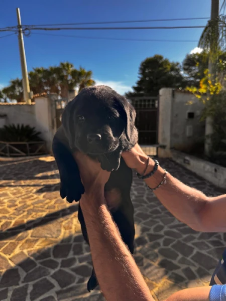 cucciolo labrador maschio | Foto 0