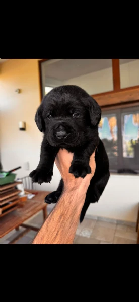cucciolo labrador maschio