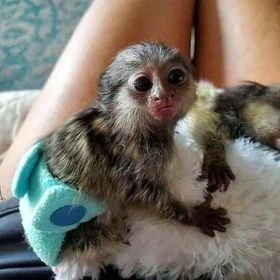 scimmie marmoset disponibili